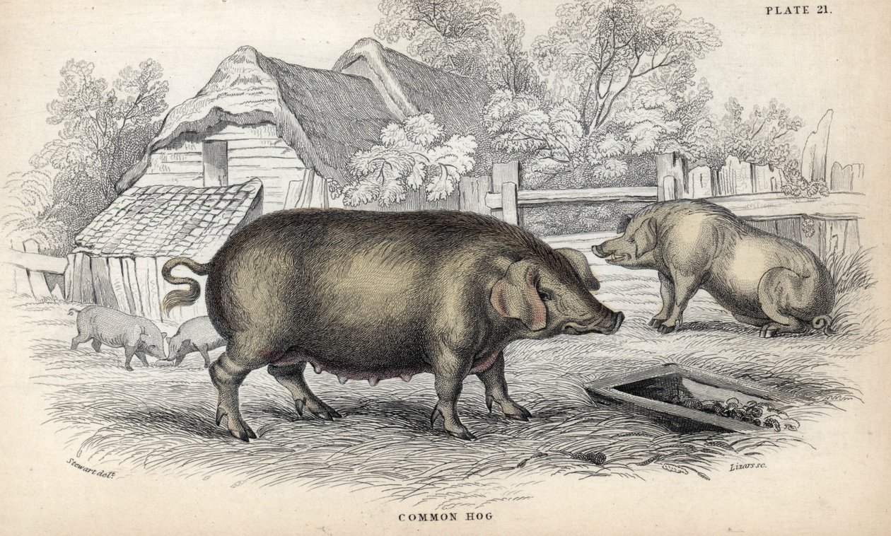 Wieprzowina domowa (Sus domestica) w chlewie. Miedzioryt autorstwa Williama Lizarsa, na podstawie rysunku Jamesa Stewarta, opublikowany w Naturalist Library: Mammals, pachyderms and quadrupedes with fine skin, pod redakcją W. H. Lizarsa, w Edynburgu, Szkoc autorstwa Unbekannter Künstler