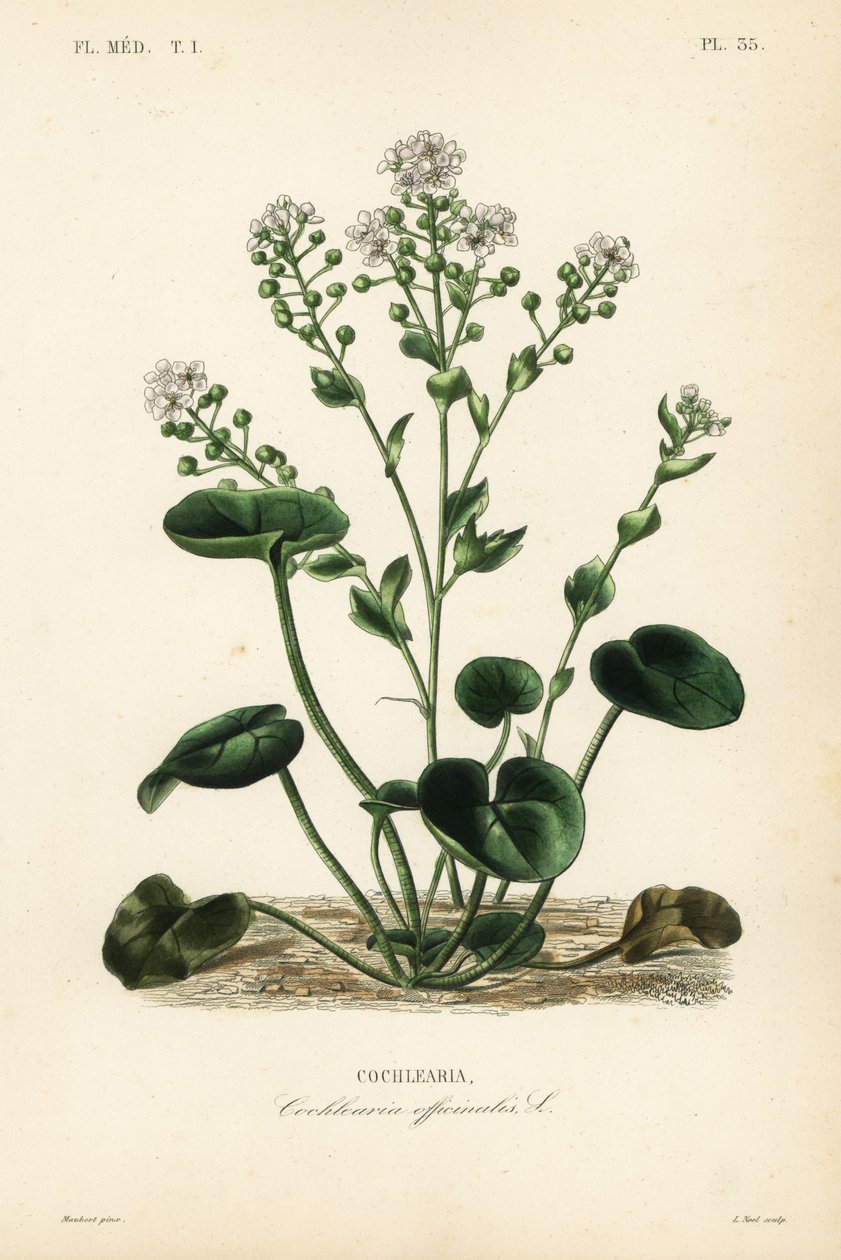 szkorbut zwyczajny, Cochlearia officinalis, Cochlearia autorstwa Unbekannt