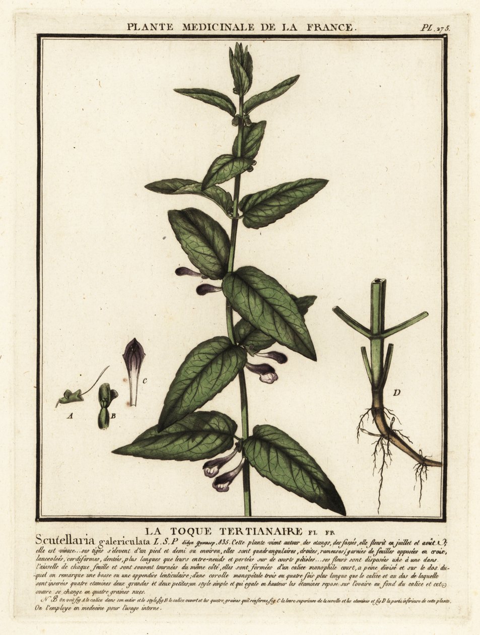 Jarmułka pospolita, Scutellaria galericulata. autorstwa Unbekannter Künstler