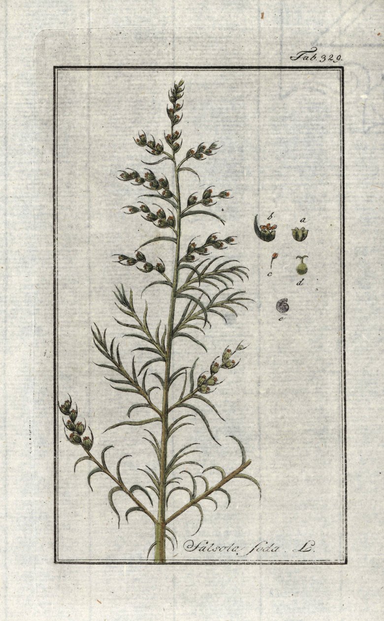 Soda zwyczajna (Salsola soda). Litografia z "Afbeelding der Artseny-Gewassen" Johannesa Zorna (1739-1799), Holandia autorstwa Unbekannter Künstler