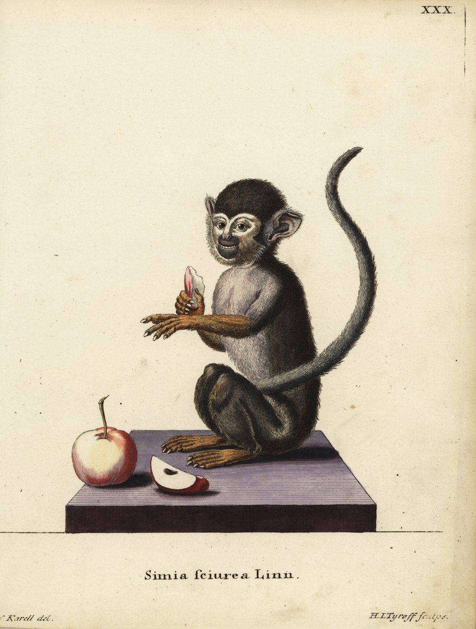 Wiewiórka pospolita, Saimiri sciureus. Simia sciurea Linn. Ręcznie kolorowany miedzioryt Hermanna Jakoba Tyroffa według ilustracji Josepha Karella z "Animal Illustrations after Nature, or Schreber