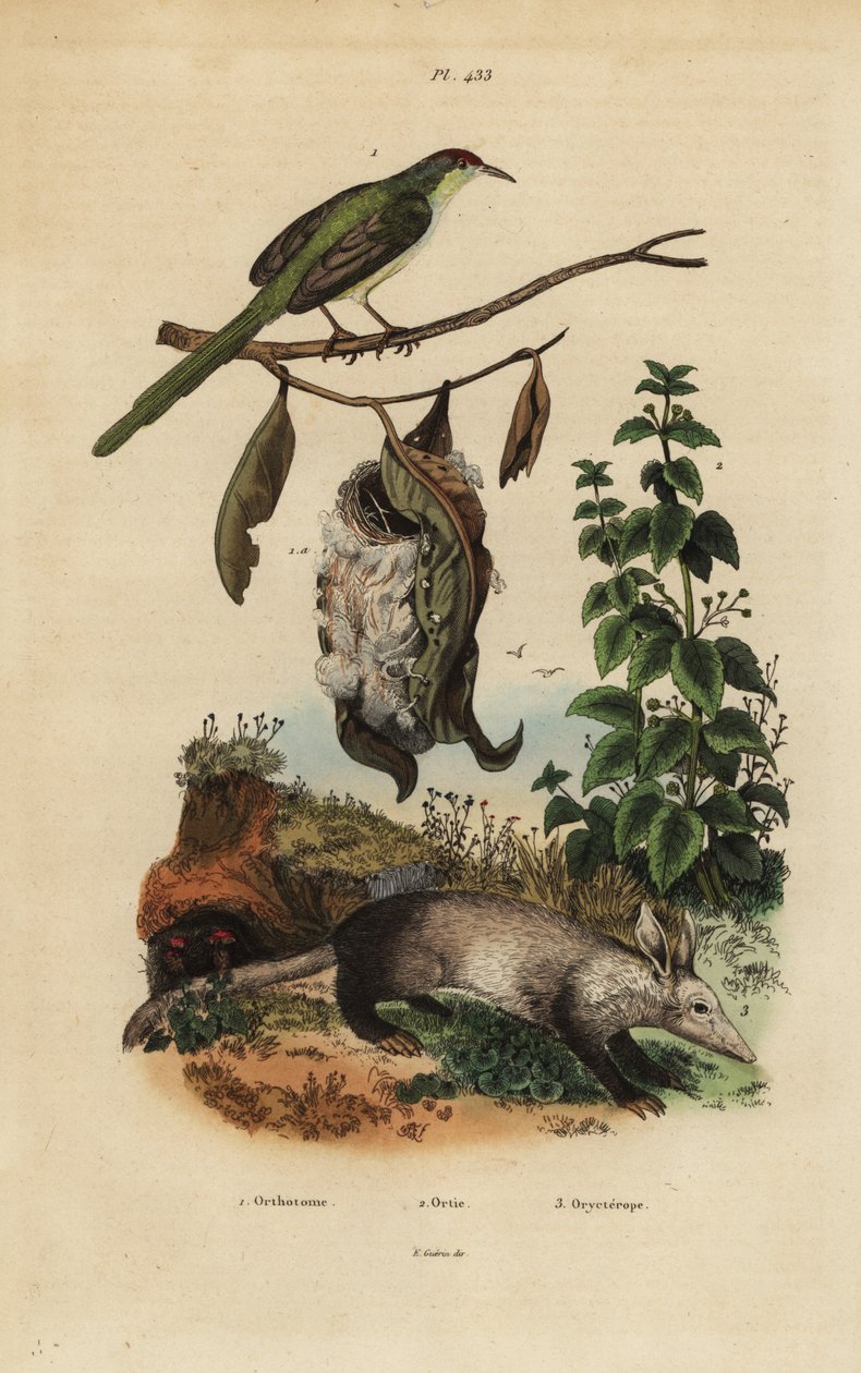 Krawczyk zwyczajny, Orthotomus sutorius z gniazdem, pokrzywa, Urtica dioica i mrównik, Orycteropus afer autorstwa Unbekannt
