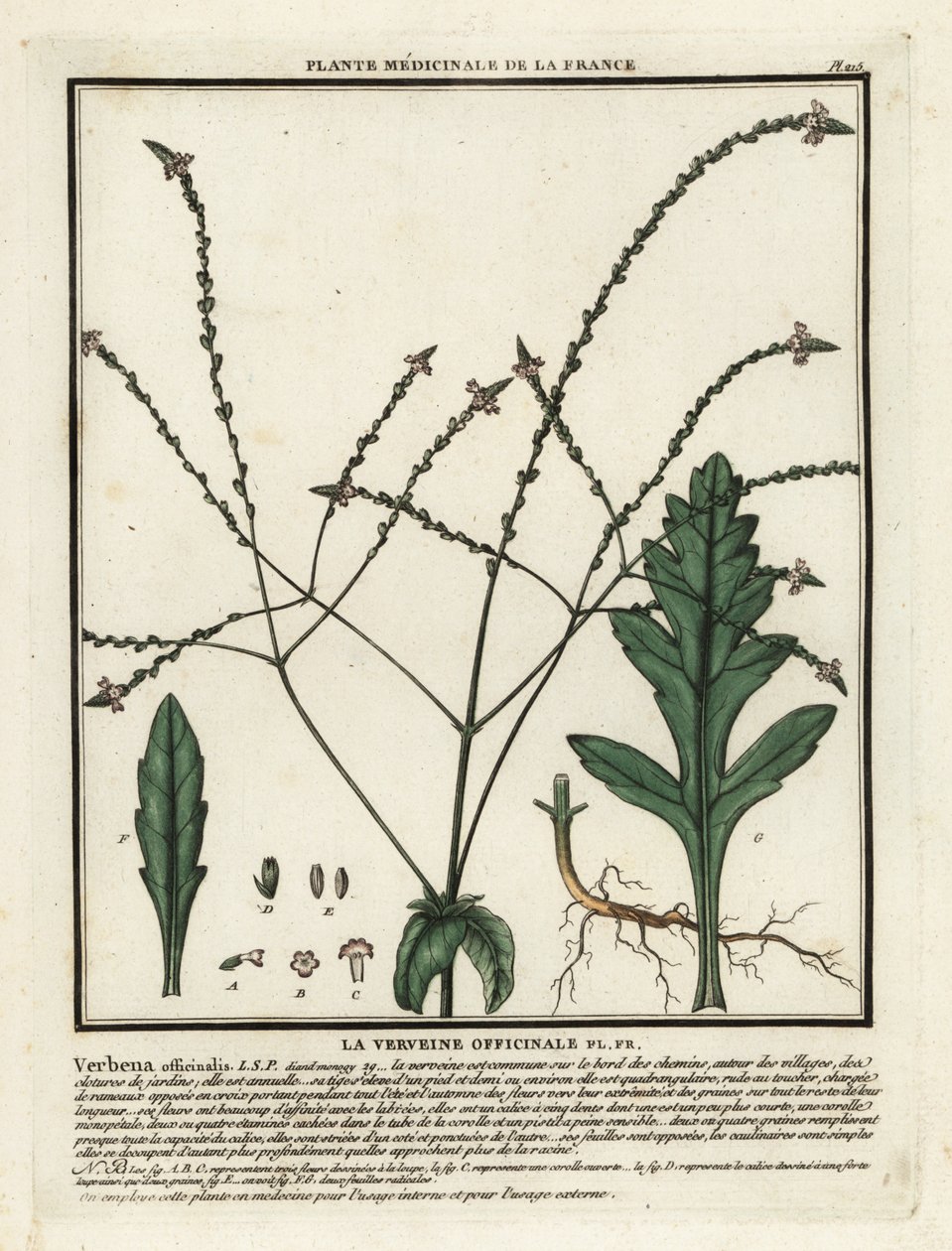 Werbena zwyczajna, Verbena officinalis. autorstwa Unbekannter Künstler