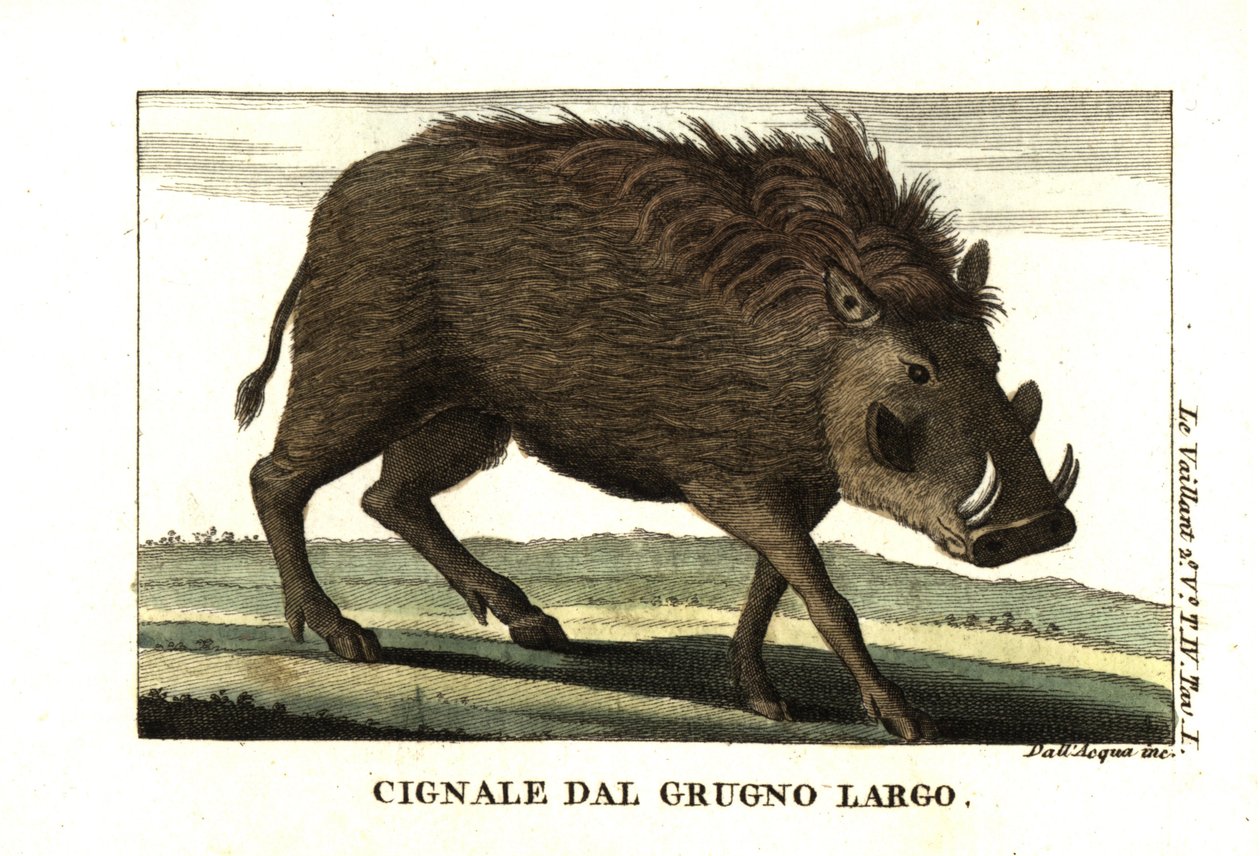 Waran zwyczajny, Phacochoerus africanus. Od Francois Le Vaillant (Levaillant autorstwa Unbekannter Künstler