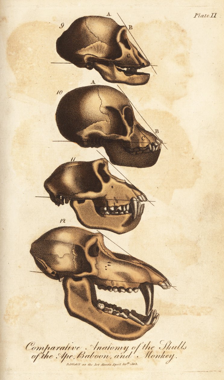 Anatomia porównawcza czaszek małpy, pawiana i małpy - Ręcznie kolorowany miedzioryt z Universal System of Natural History Ebenezera Sibly