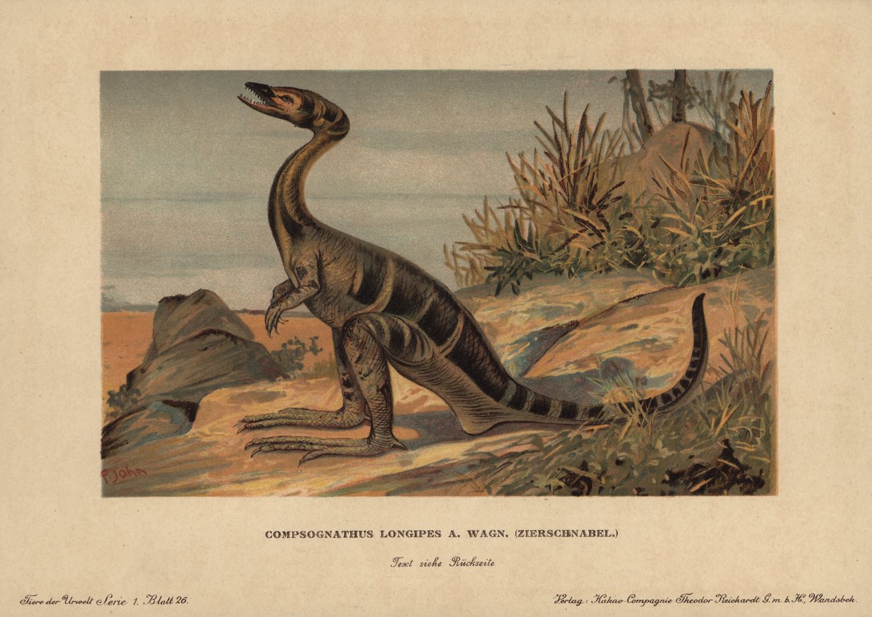 Compsognathus longipes, rodzaj małych dwunożnych dinozaurów jurajskich mięsożernych. Chromolitografia F. Johna (seria prehistorycznych zwierząt Reichardt Cocoa Company), pierwotnie opublikowana w "Animals of the Prehistoric World". autorstwa Unbekannter Künstler