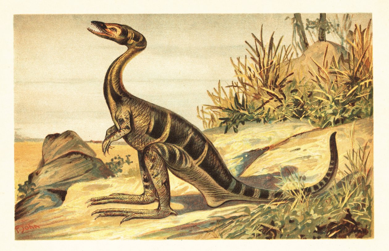 Compsognathus longipes, wymarły mały, mięsożerny teropod. 1908 (litografia) autorstwa Unbekannter Künstler