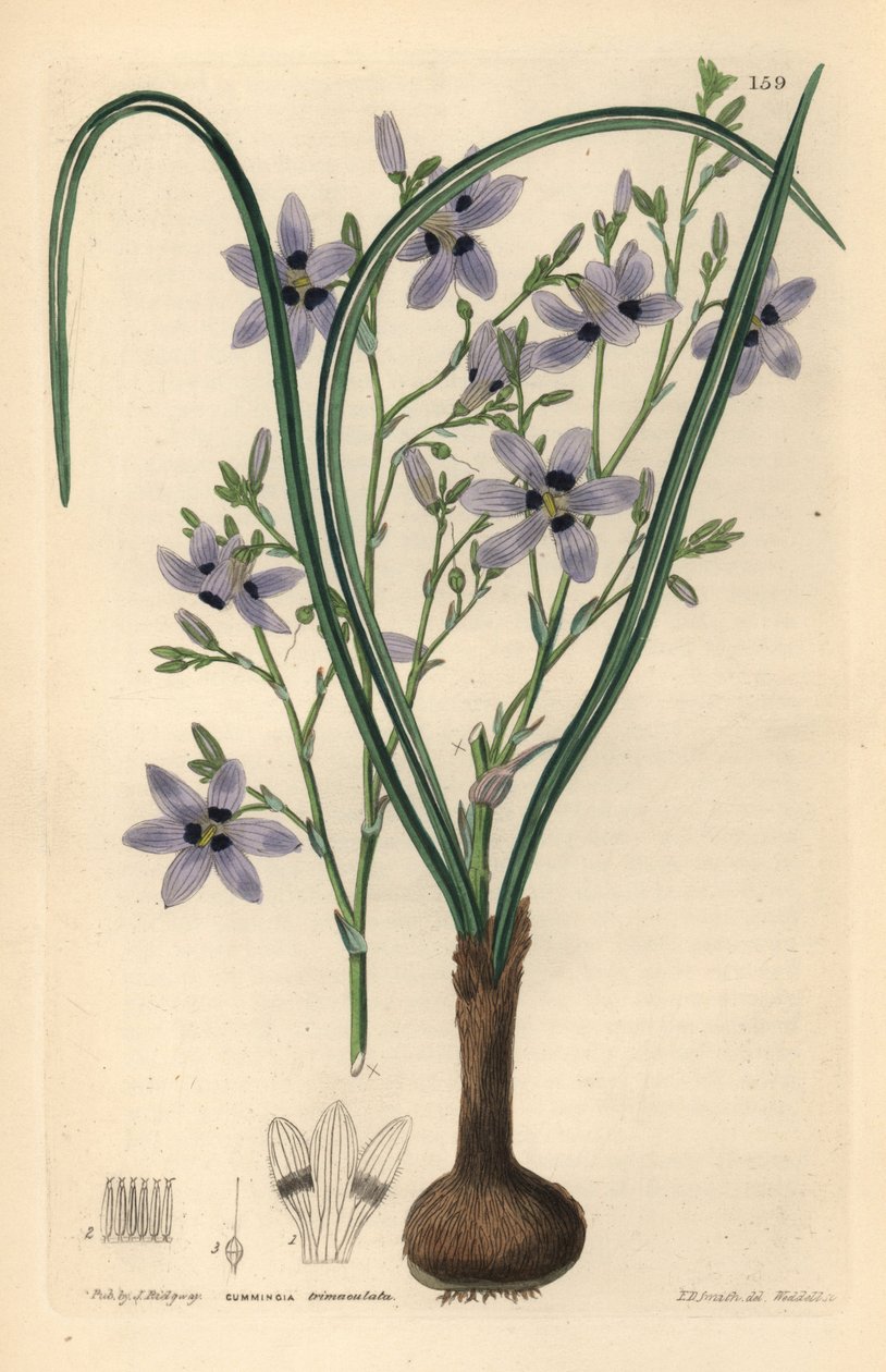 Conanthere - Conanthera trimaculata (Cummingia trójpręcikowa, Cummingia trimaculata). Ręcznie kolorowany miedzioryt Weddella według Edwina Daltona Smitha z "Ornamental Flower Garden and Shrubbery" Johna Lindleya i Roberta Sweeta, G. Willis, Londyn. autorstwa Unbekannter Künstler