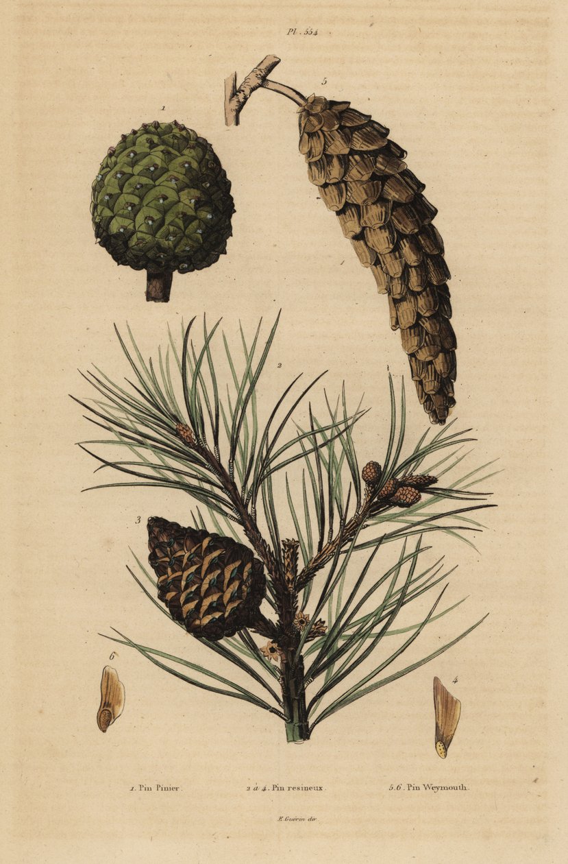 Szyszki sosny szkarłatnej, Pinus pinea 1, sosny czerwonej, Pinus resinosa 2-4 i sosny Weymouth, Pinus strobus 5,6 autorstwa Unbekannt
