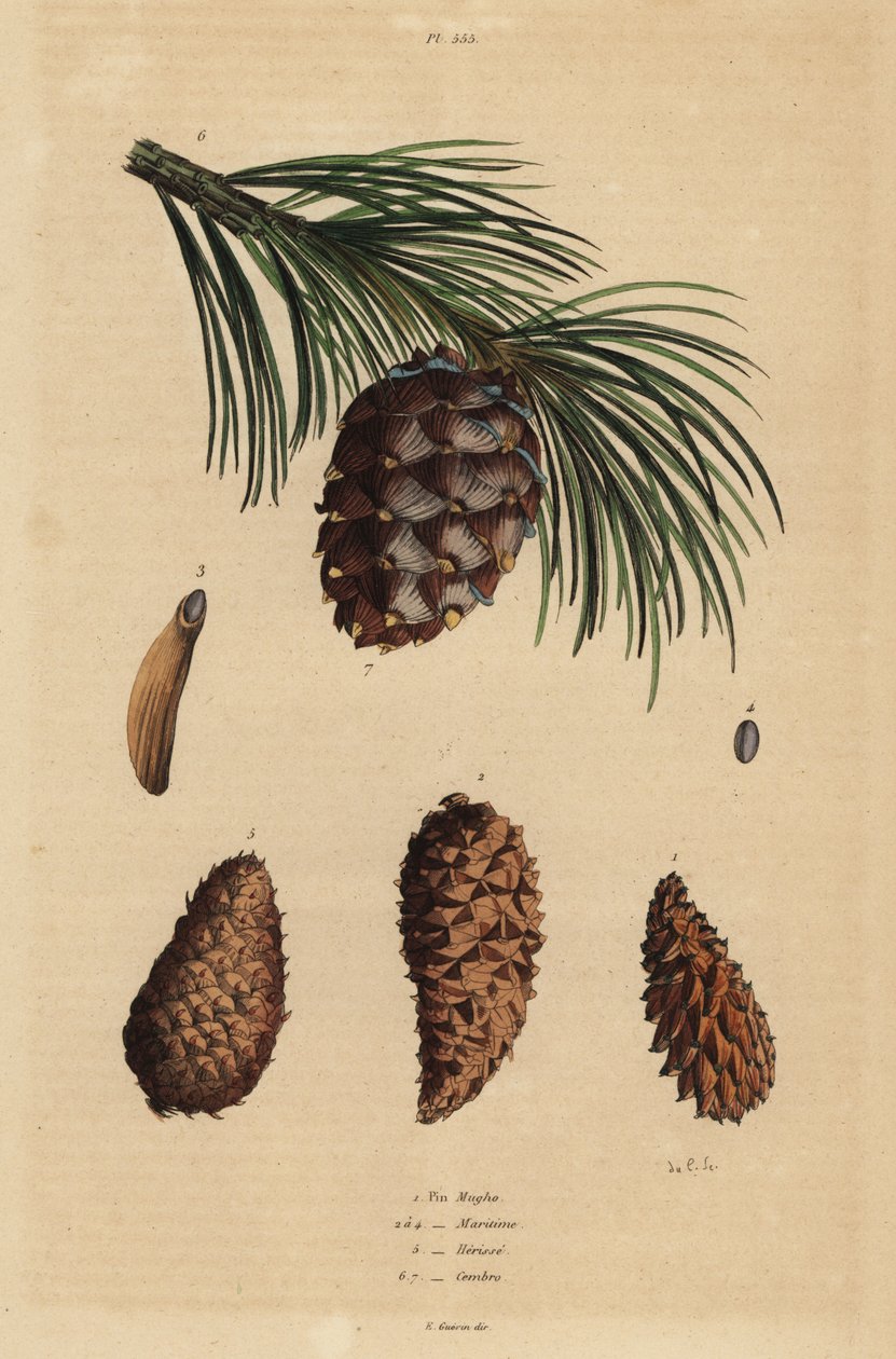 Szyszki sosny płożącej, Pinus mugo 1, sosna Aleppo, Pinus halepensis 2-4, sosna smołowa, Pinus fixeda 5 i sosna szwajcarska, Pinus cembra autorstwa Unbekannt