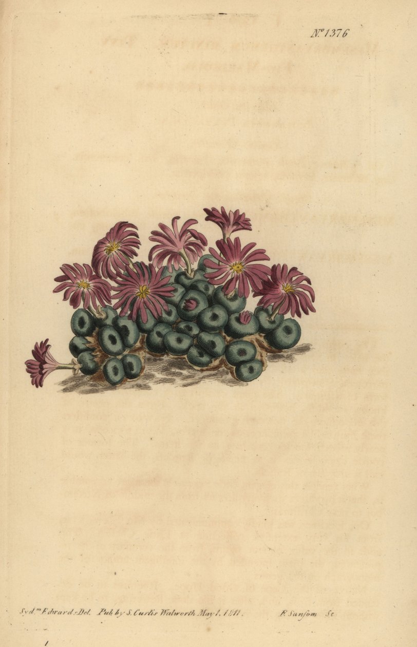 Roztocze Conophytum (Nagietek figowy, Mesembryanthemum minutum) autorstwa Unbekannt