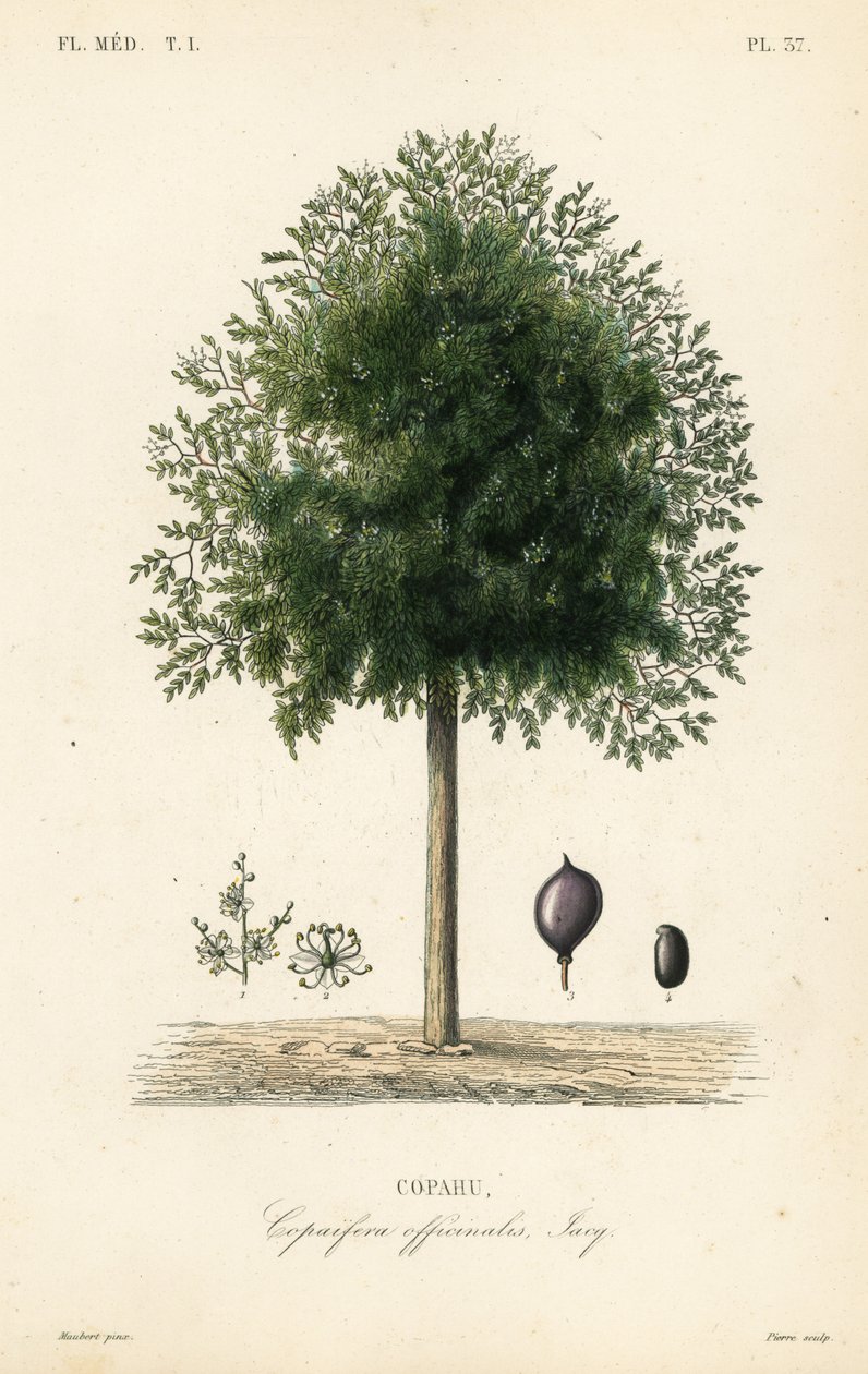 Drzewo Copaiba, Copaifera officinalis, Copahu autorstwa Unbekannt