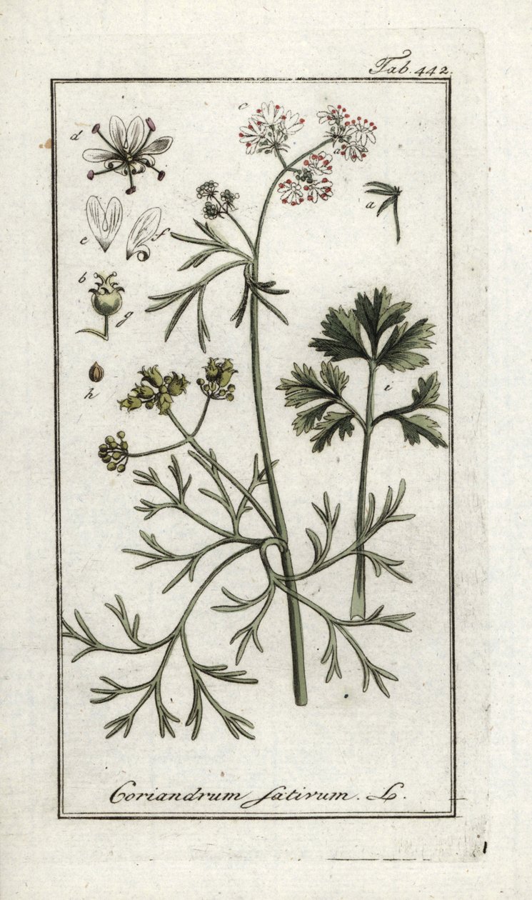 Kolendra (Coriandrum sativum). Litografia z "Afbeelding der Artseny-Gewassen" Johannesa Zorna (1739-1799), Holandia autorstwa Unbekannter Künstler