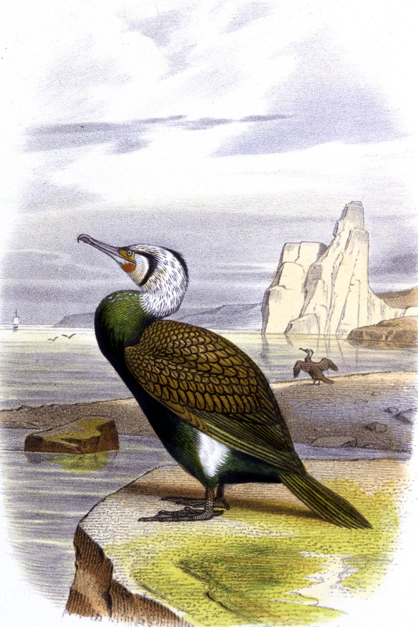 Kormoran, ok. 1850 r. (litografia) autorstwa Unbekannter Künstler