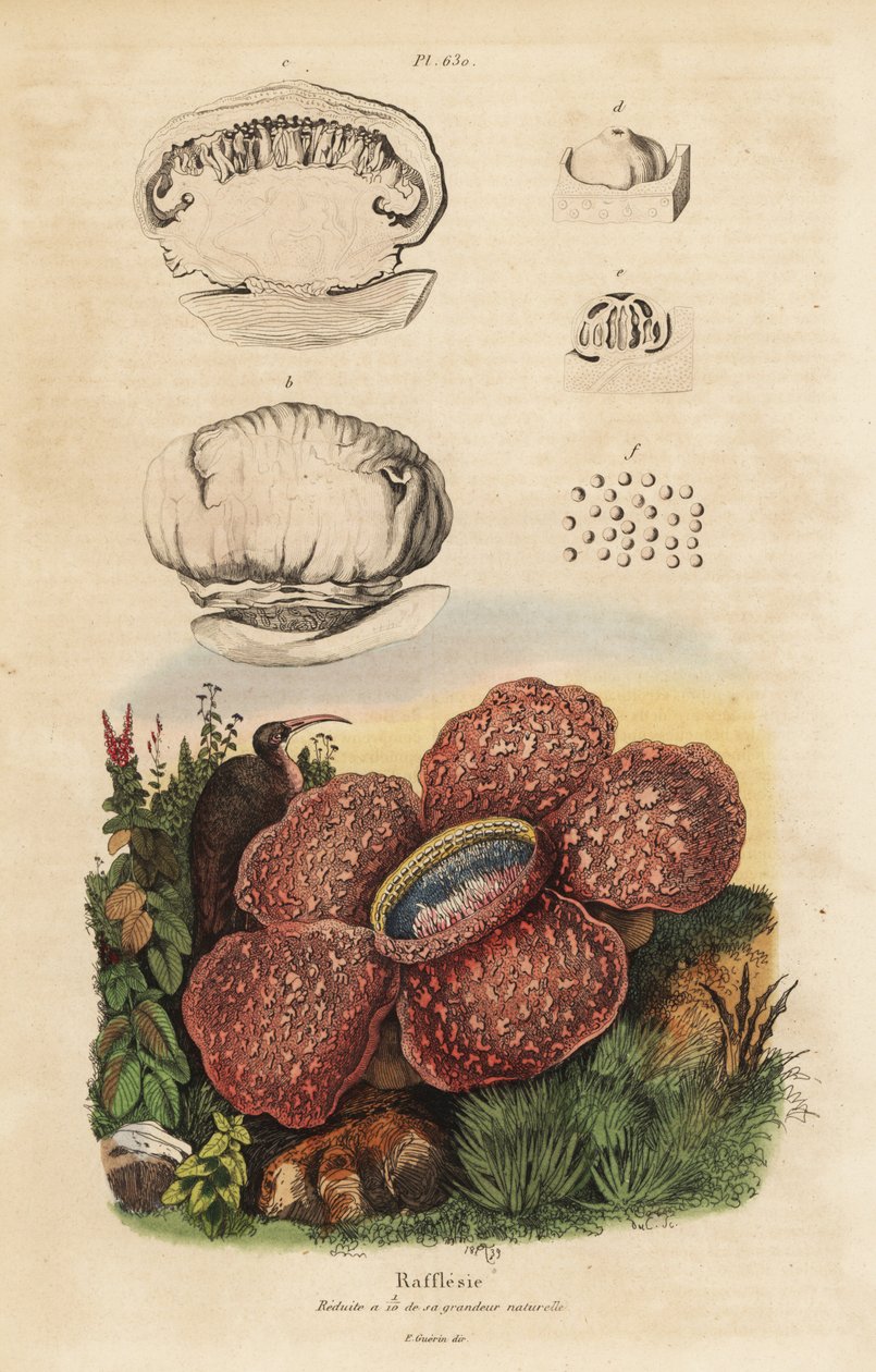 Lilia trupowa lub rafflesia, Rafflesia arnoldii autorstwa Unbekannt