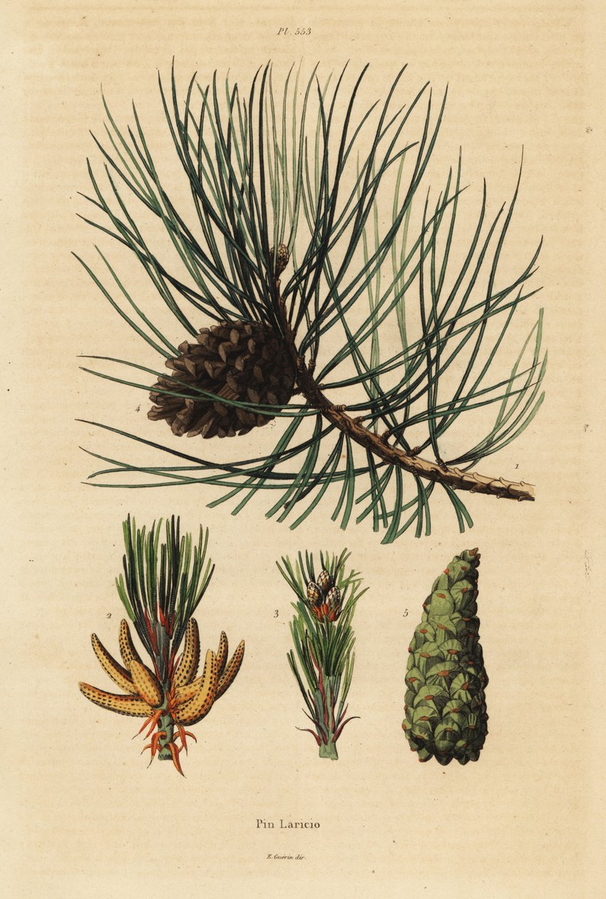 Sosna korsykańska, Pinus nigra subsp autorstwa Unbekannt