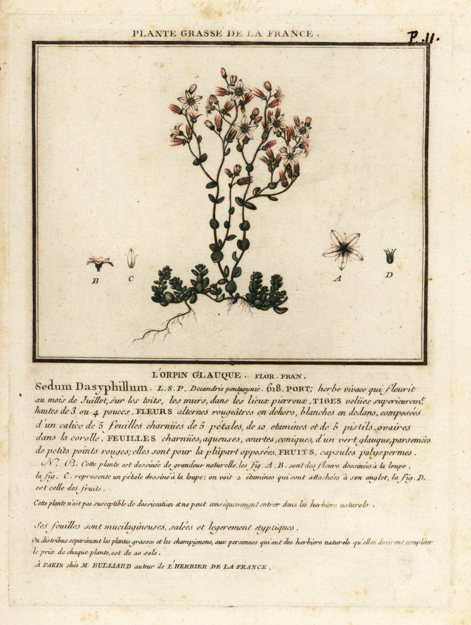 Rozchodnik korsykański, Sedum dasyphyllum. autorstwa Unbekannter Künstler