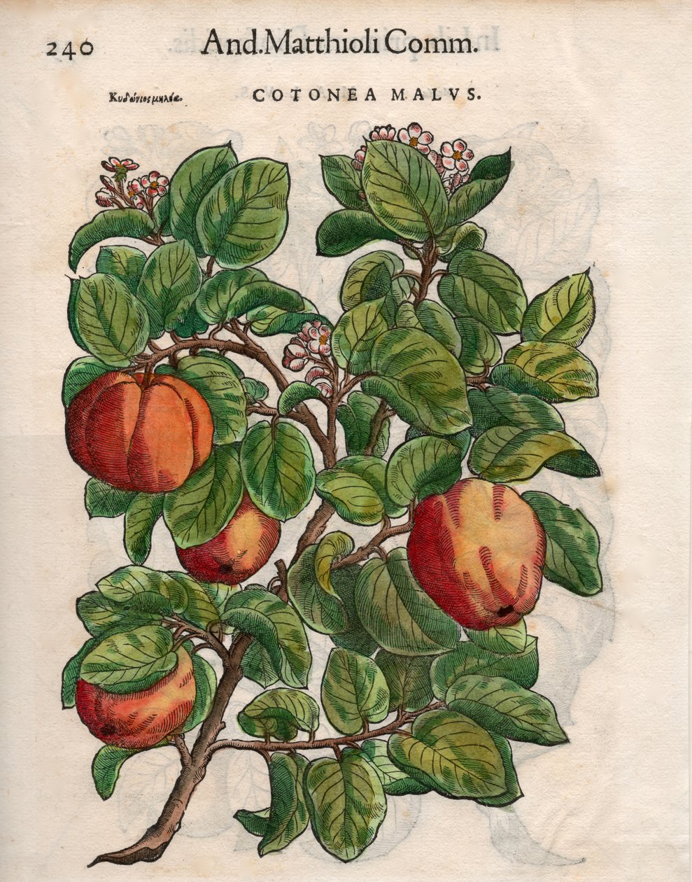 Malwy Cotonea. z „Komentarzy” Pietro Andrei Mattioli (kolorowy drzeworyt) autorstwa Unbekannt