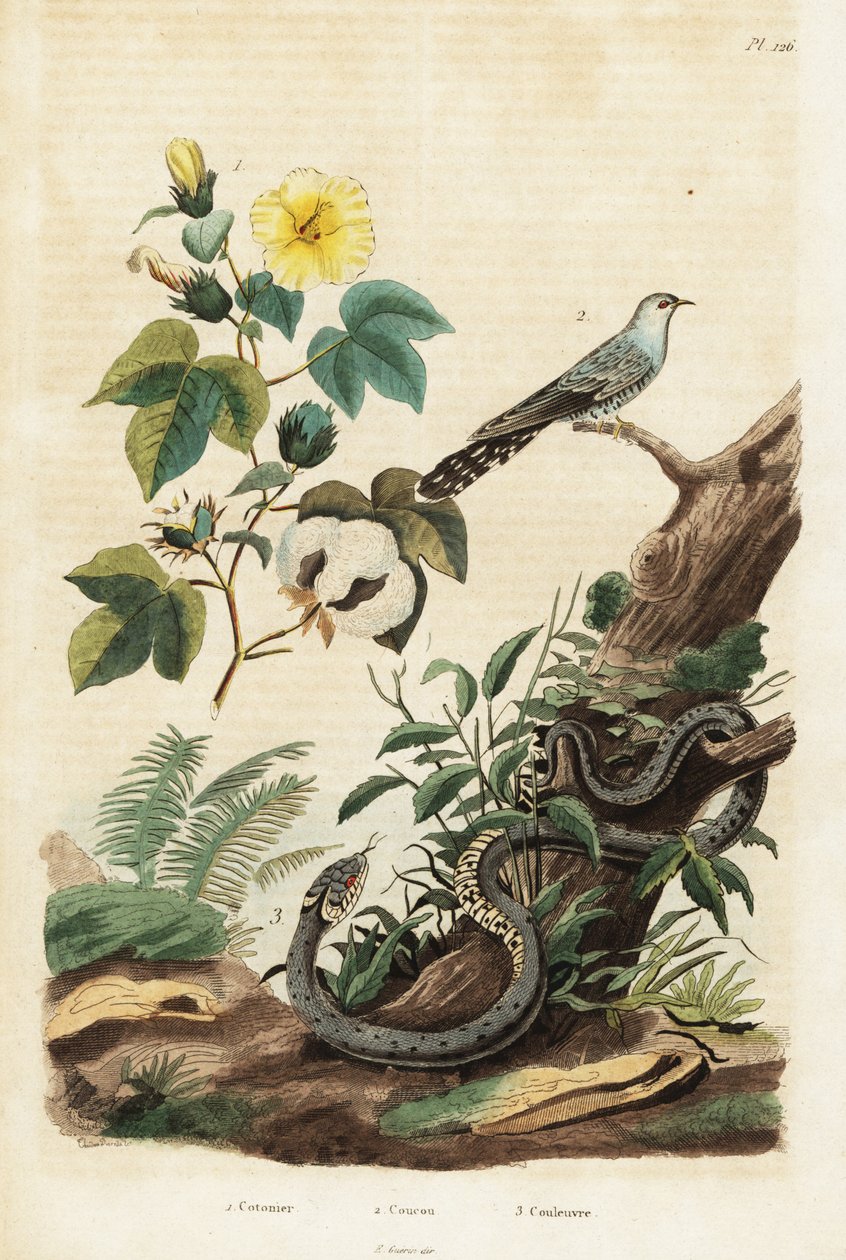Bawełna, kukułka i zaskroniec.,1834-1839 (grafika) autorstwa Unbekannter Künstler