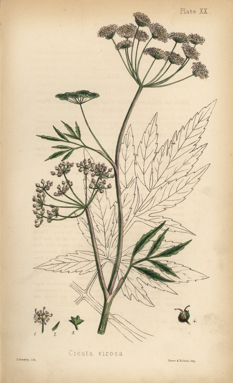 Cowbane lub cykuta wodna, Cicuta virosa. Ręcznie kolorowana litografia autorstwa Henry
