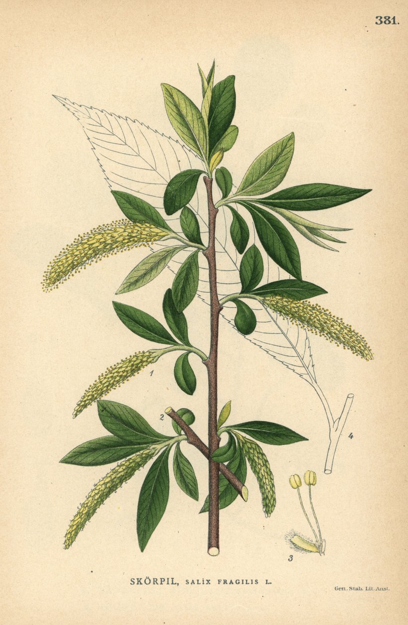 Wierzba krucha, Salix fragilis autorstwa Unbekannter Künstler