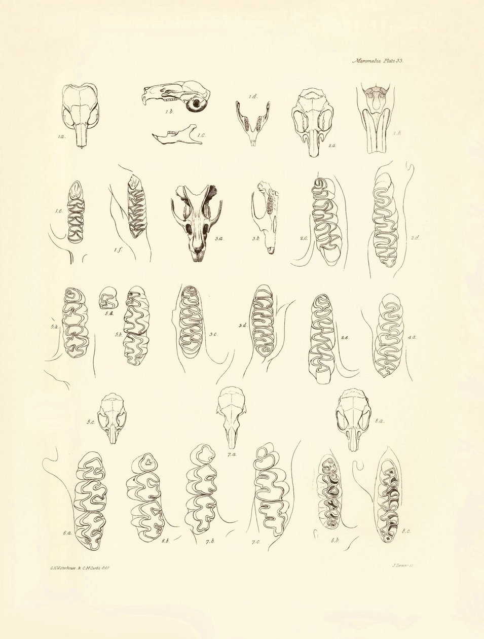 Żurawie i zęby różnych gatunków gryzoni opisane przez Karola Darwina podczas jego podróży badawczej na pokładzie statku Beagle. Plansza z "Zoologii podróży H.M.S. Beagle pod dowództwem kapitana Fitzroya w latach 1832-1836, wydanej i uzupełnionej przez Karo autorstwa Unbekannter Künstler