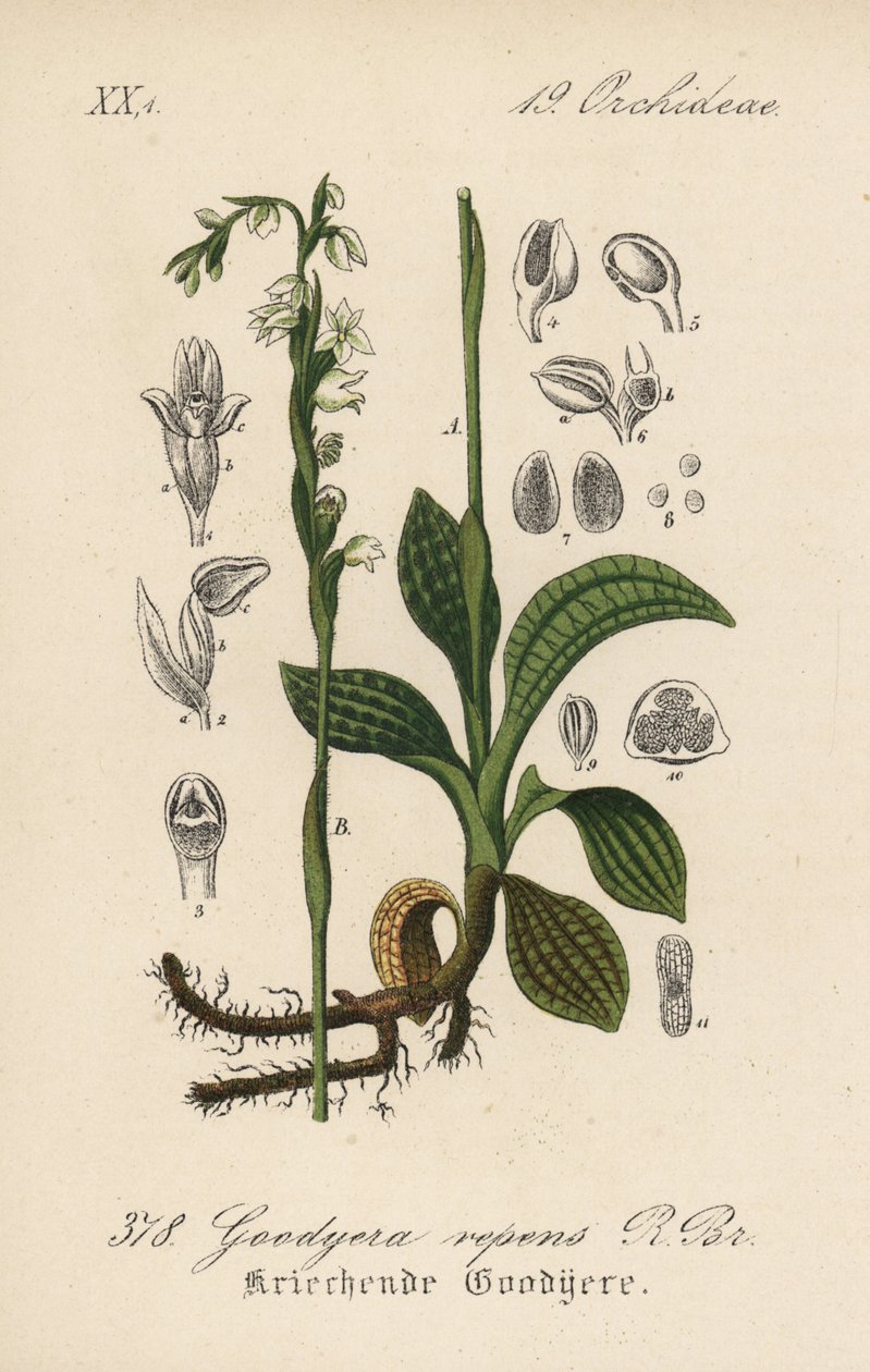 Creeping Goodyere - Pełzające damskie sukienki, Goodyera repens. Ręcznie kolorowana litografia z Flory Niemiec (Flora von Deutschland) Diedericha von Schlechtendala, Jena autorstwa Unbekannter Künstler