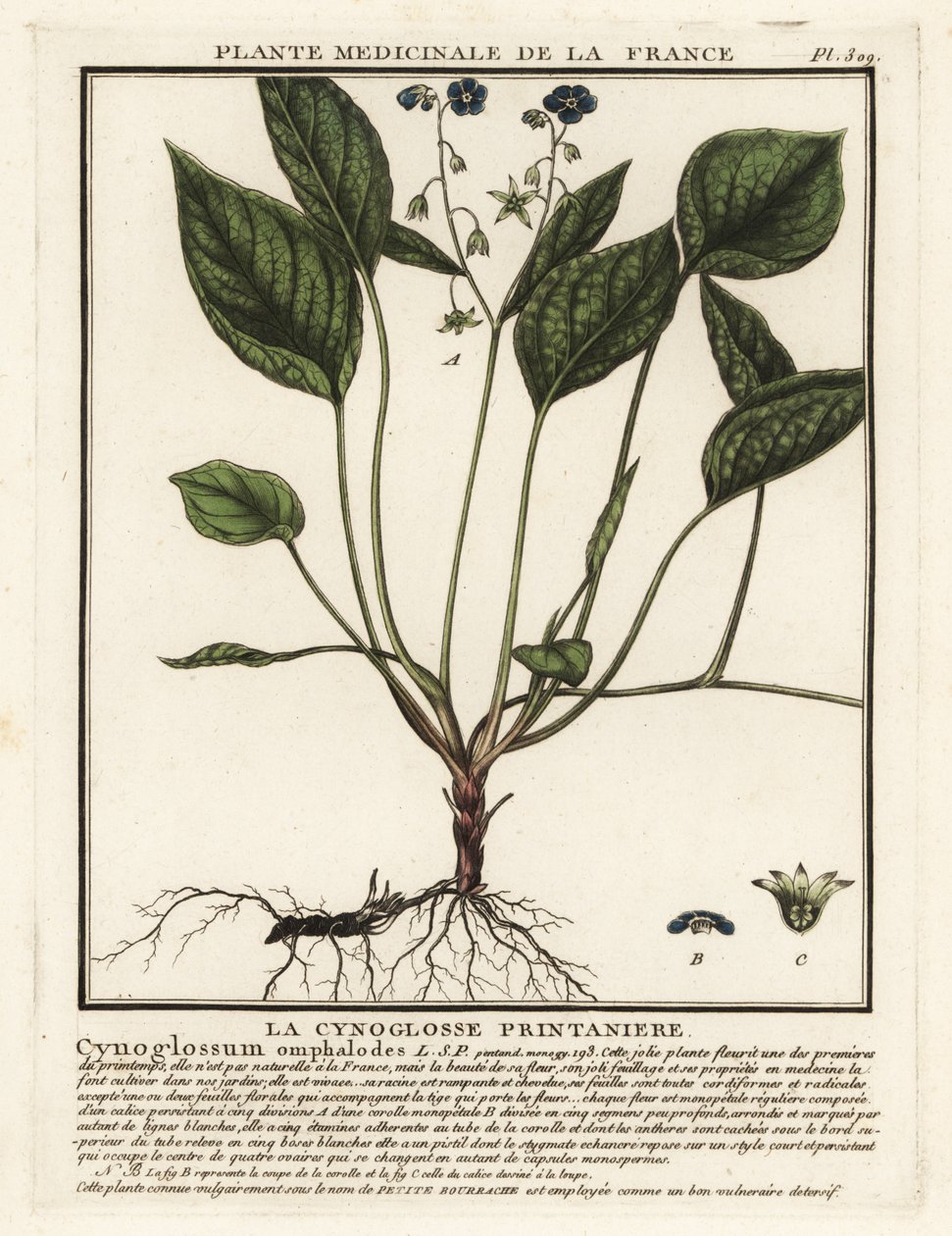 Pełzający navelwort, Omphalodes verna. autorstwa Unbekannter Künstler