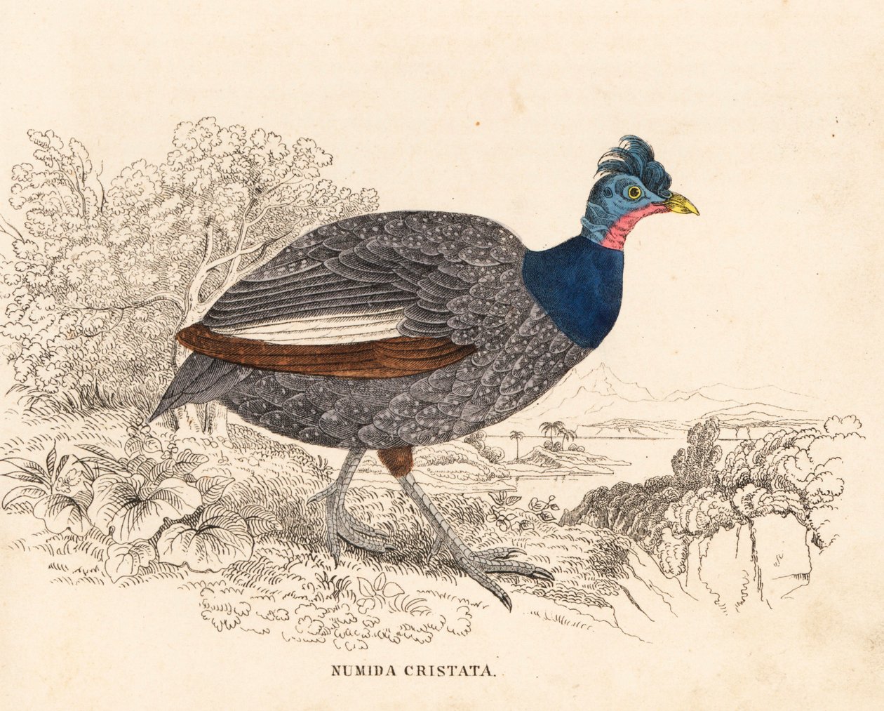 Gwinejczyk czubaty, Guttera pucherani (Numida cristata). Ręcznie kolorowany staloryt z Galerii Historii Naturalnej Georga Friedricha Treitschke, Naturhistorischer Bildersaal des Thierreiches, Liepzig. autorstwa Unbekannter Künstler