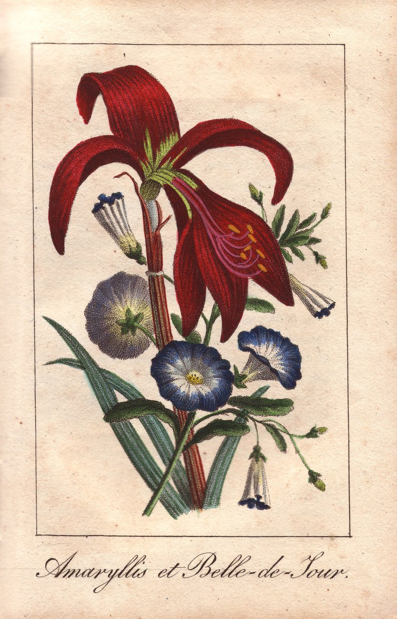 Karmazynowy amarylis i powój karłowaty, Hippeastrum i Convolvulus tricolor autorstwa Unbekannter Künstler