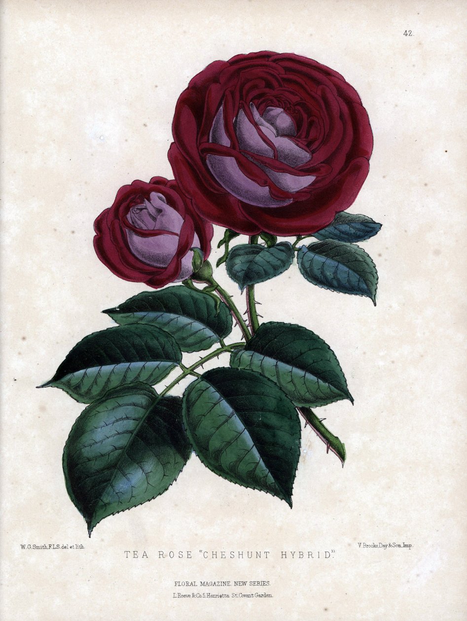 Karmazynowy róż i fiolet. Hybrydowa odmiana herbaty, uprawiana w szklarni, typu Rose of China. Litografia autorstwa Worthingtona G. Smitha (1835-1917), opublikowana w Floral Magazine autorstwa Unbekannter Künstler