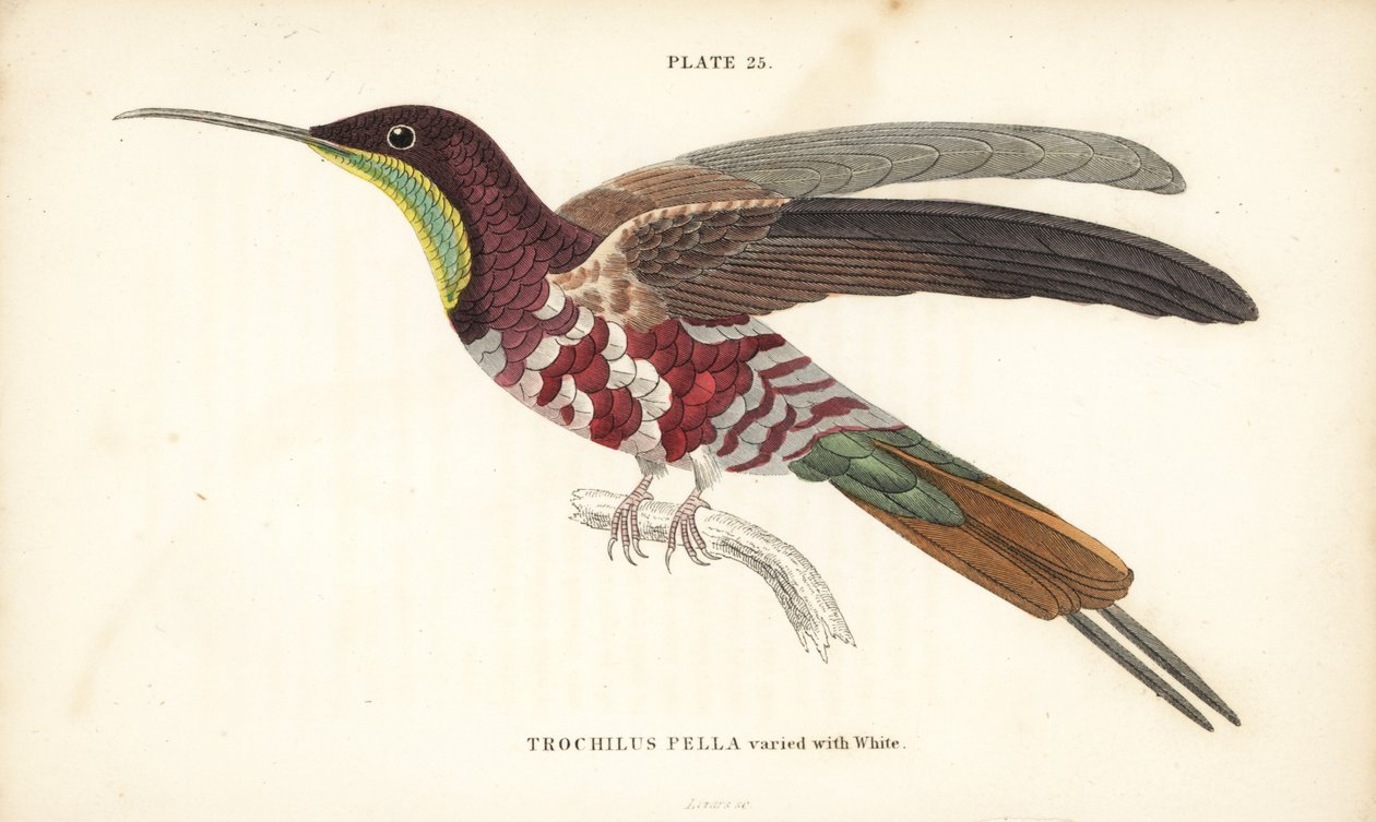 Karmazynowy topaz urozmaicony bielą, Topaza pella (Trochilus pella). Ręcznie kolorowana stalowa rycina autorstwa Williama Lizarsa z Sir William Jardine