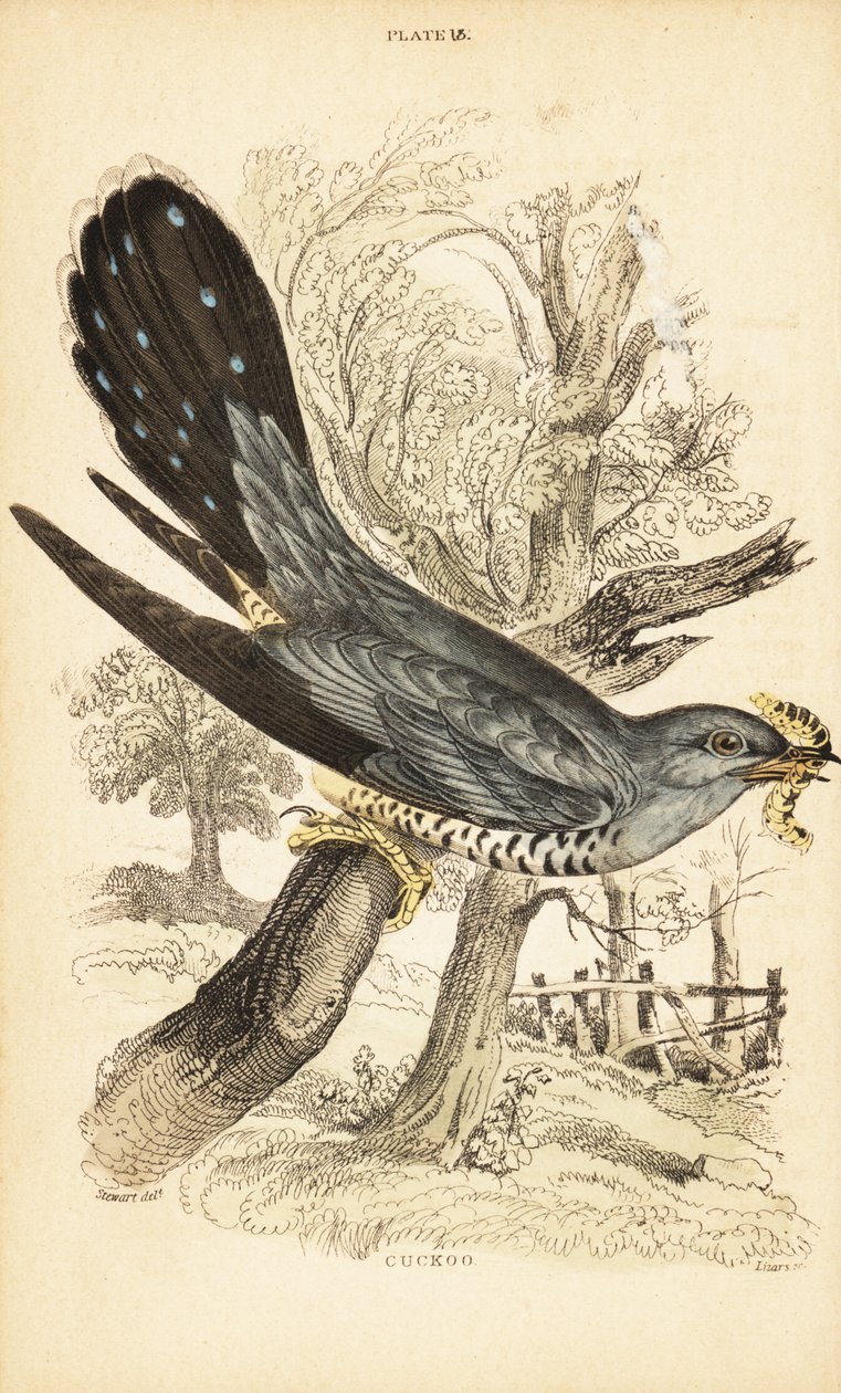 Kukułka, Cuculus canorus, z gąsienicą w dziobie. 1889 (grawerowanie) autorstwa Unbekannter Künstler