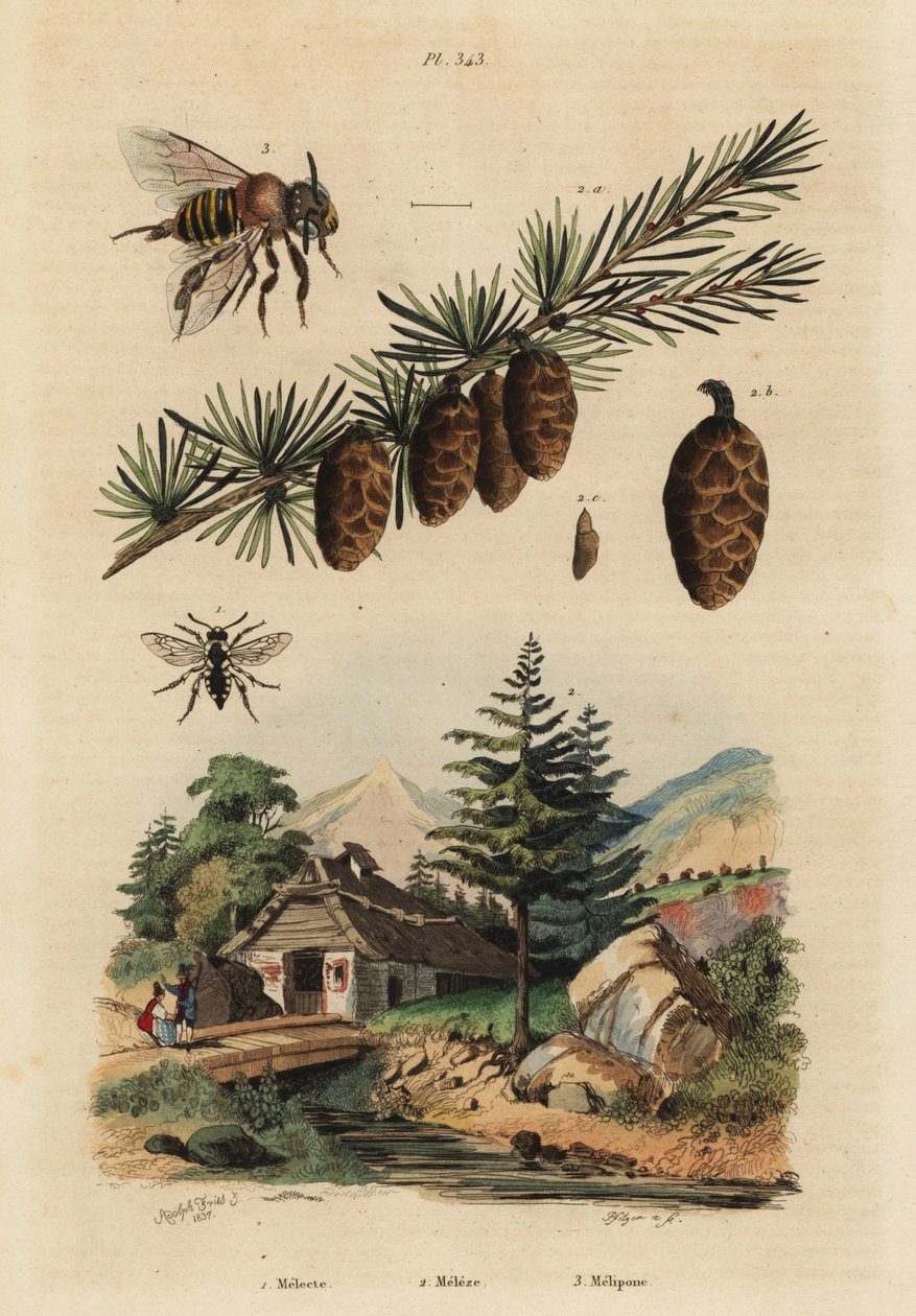 Pszczoła kukułka, Melecta albifrons 1, modrzew europejski, Larix decidua 2 i pszczoła miodna Stingless Melipona, Melipona favosa autorstwa Unbekannt