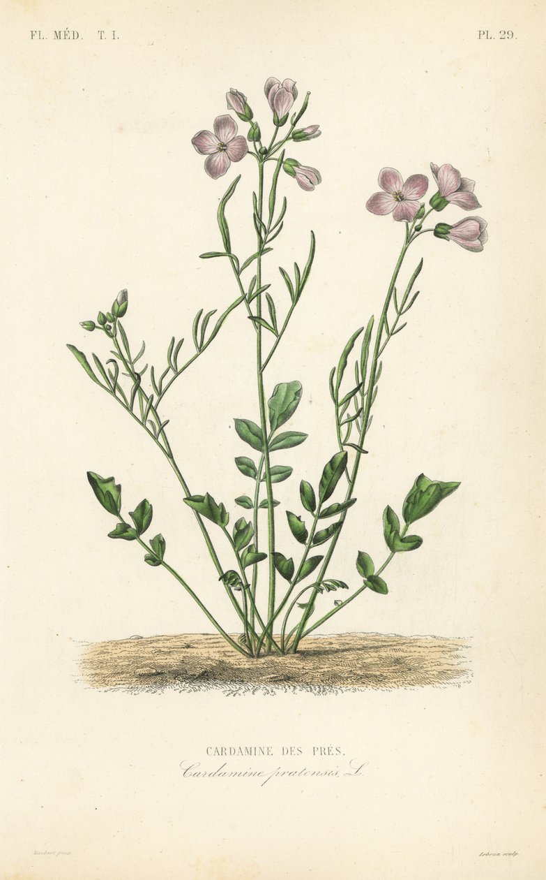 Cuckooflower, Cardamine pratensis, Cardamine des pres autorstwa Unbekannt