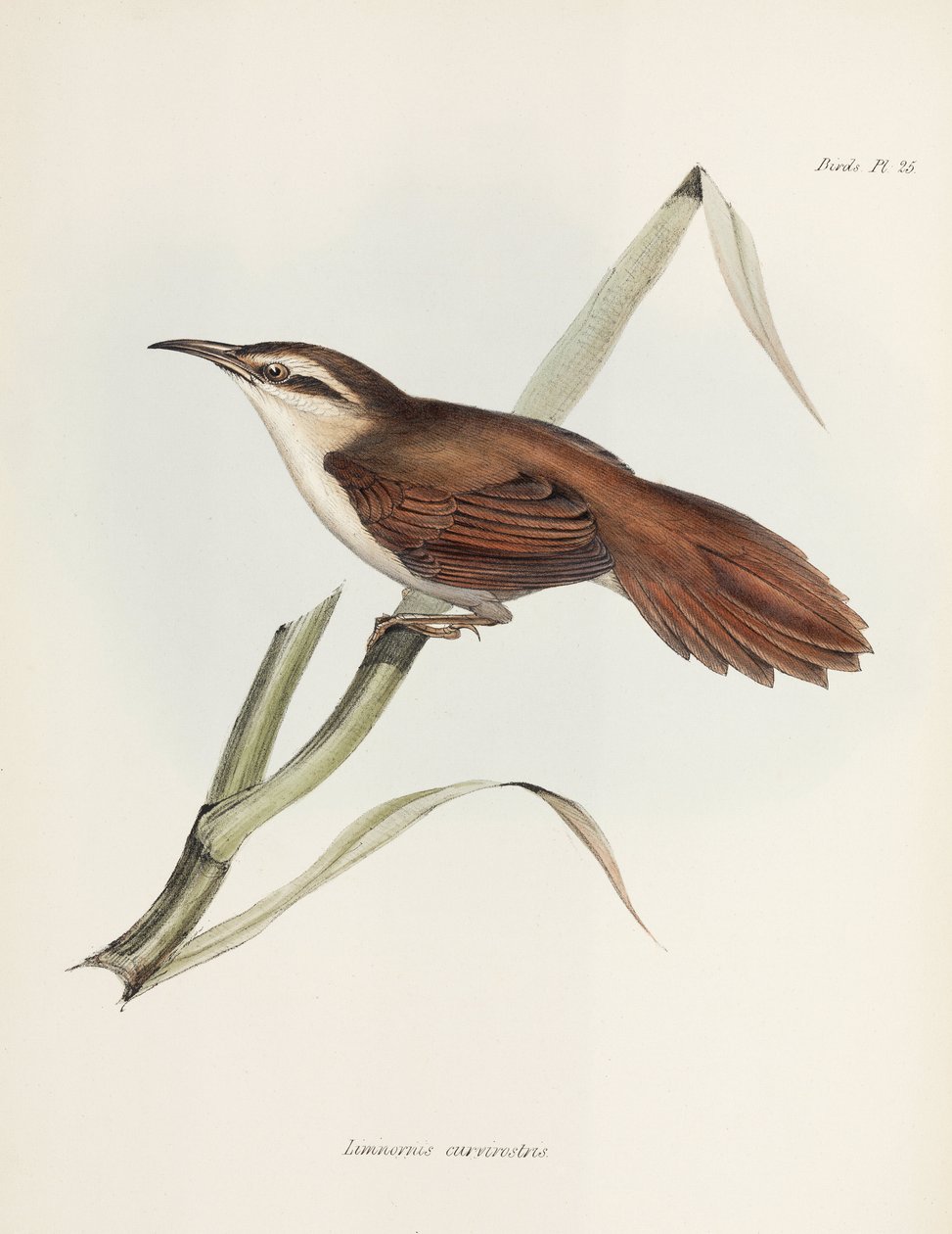 Reedhaunter o zakrzywionym dziobie, Argentyna, ok. 1832-1836 autorstwa Unbekannter Künstler