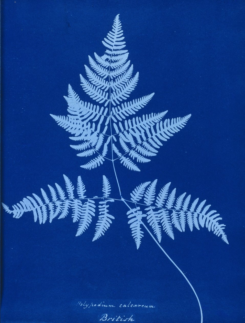 Cyanotyp Polypodium calcareum autorstwa Unbekannt