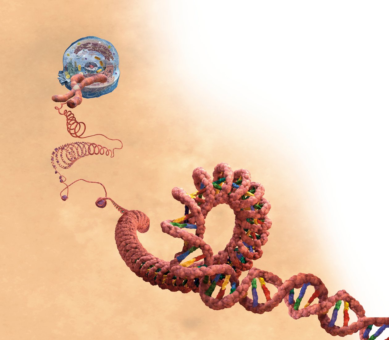 DNA, w tym podwójna helisa, chromosom, komórka autorstwa Unbekannter Künstler