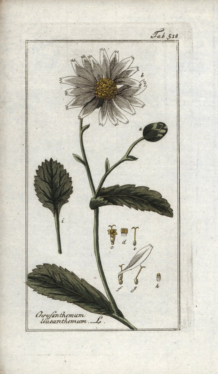 Stokrotka (Leucanthemum vulgare). Litografia z "Afbeelding der Artseny-Gewassen" Johannesa Zorna (1739-1799), Holandia autorstwa Unbekannter Künstler