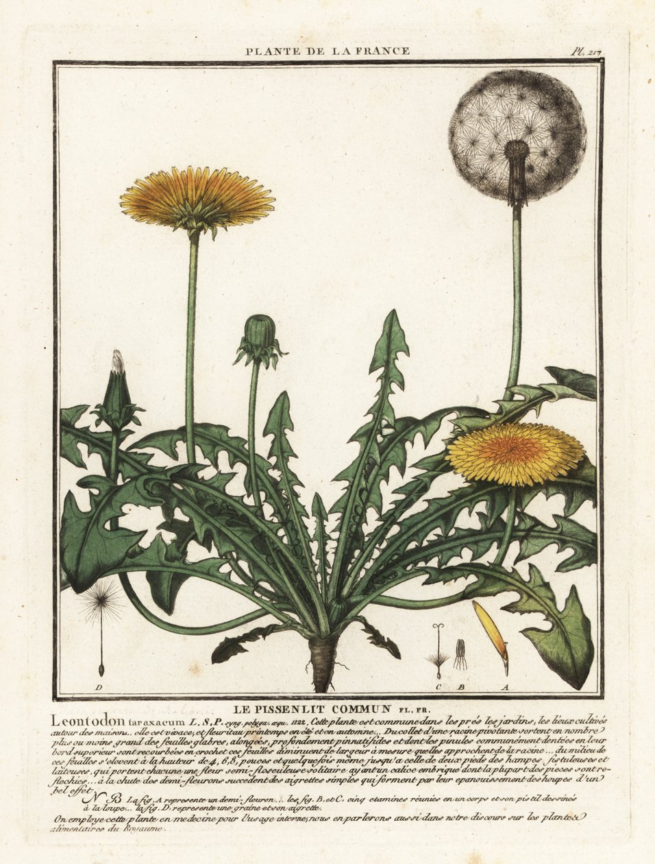 Mniszek lekarski, Campylodes Taraxacum. autorstwa Unbekannter Künstler