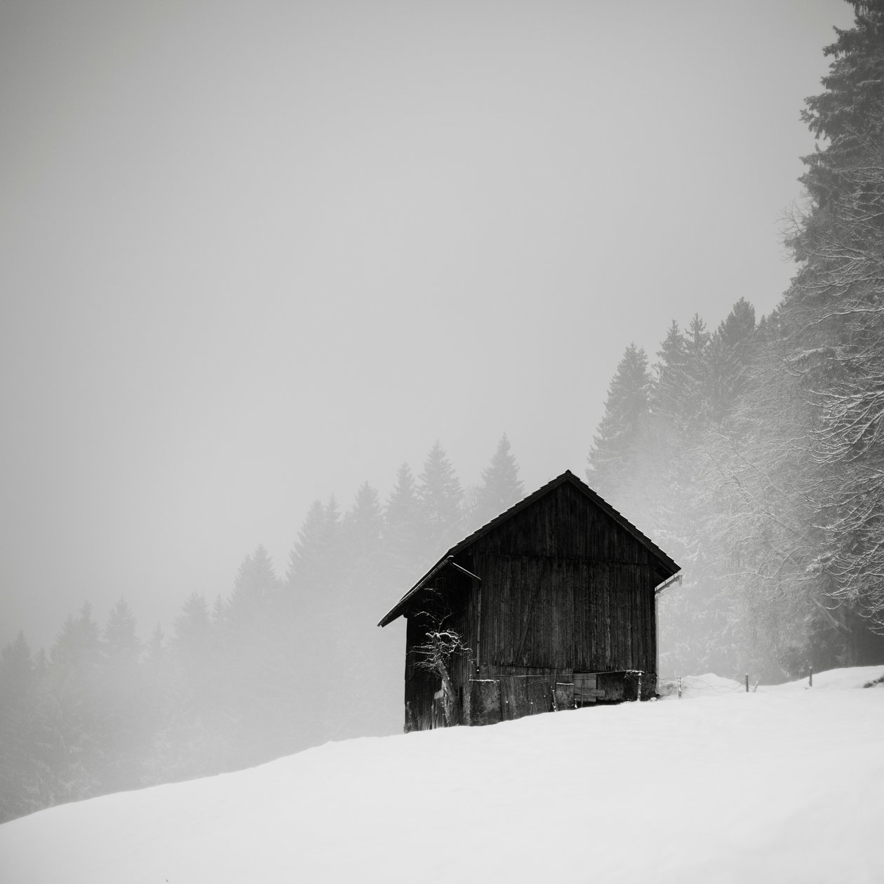 Tajemnica polany, Oberstaufen, Niemcy, 2013 (zdjęcie czarno-białe) autorstwa Leopold Blonder