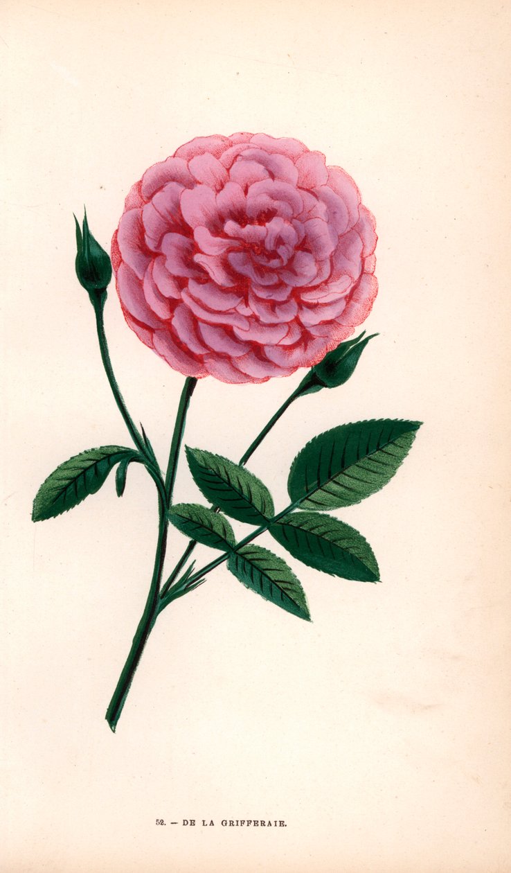Róża De la Grifferaie, hybryda Rosa multiflora, pojawiła się na rynku około 1846 roku. Chromolitografia narysowana i litografowana według natury przez F. Grobona na podstawie "Les Roses" Hippolyte