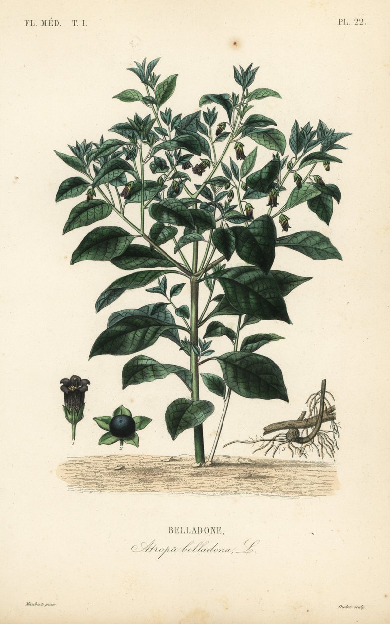 Zabójcza wilcza jagoda, Atropa belladonna, Belladone autorstwa Unbekannt
