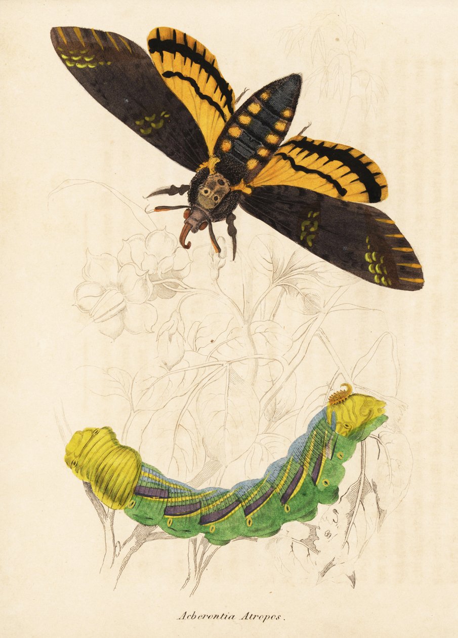 Ćma jastrzębia z głową śmierci, Acherontia atropos. Ręcznie kolorowany staloryt z Galerii Historii Naturalnej Georga Friedricha Treitschke, Naturhistorischer Bildersaal des Thierreiches, Liepzig-1842. autorstwa Unbekannter Künstler