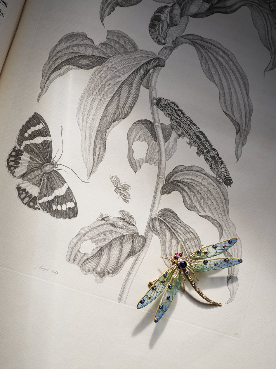 Biżuteria z owadami i owadami Deborah Devonshire na szczycie „Metamorphosis Insectorum” autorstwa Marii Sibylli Merian autorstwa Thomas Kelly