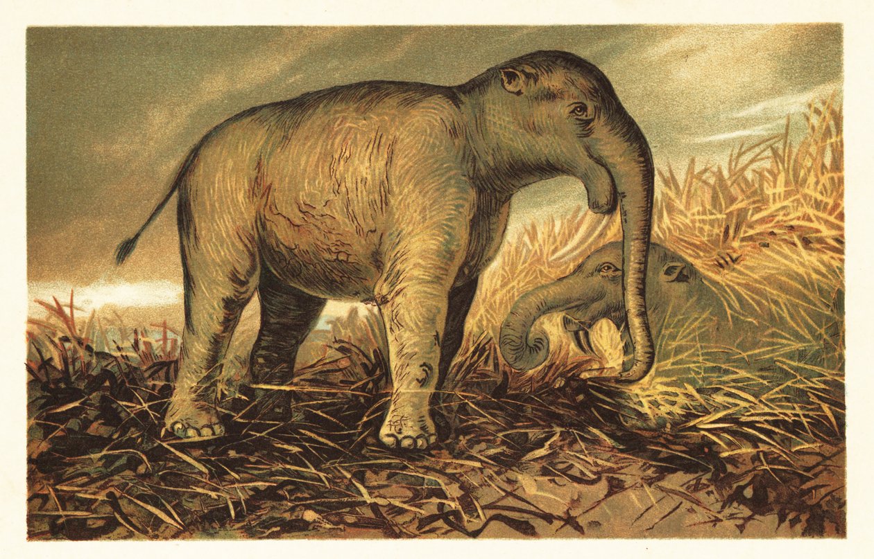 Deinotherium giganteum, duży prehistoryczny krewny współczesności 1908 (litografia) autorstwa Unbekannter Künstler
