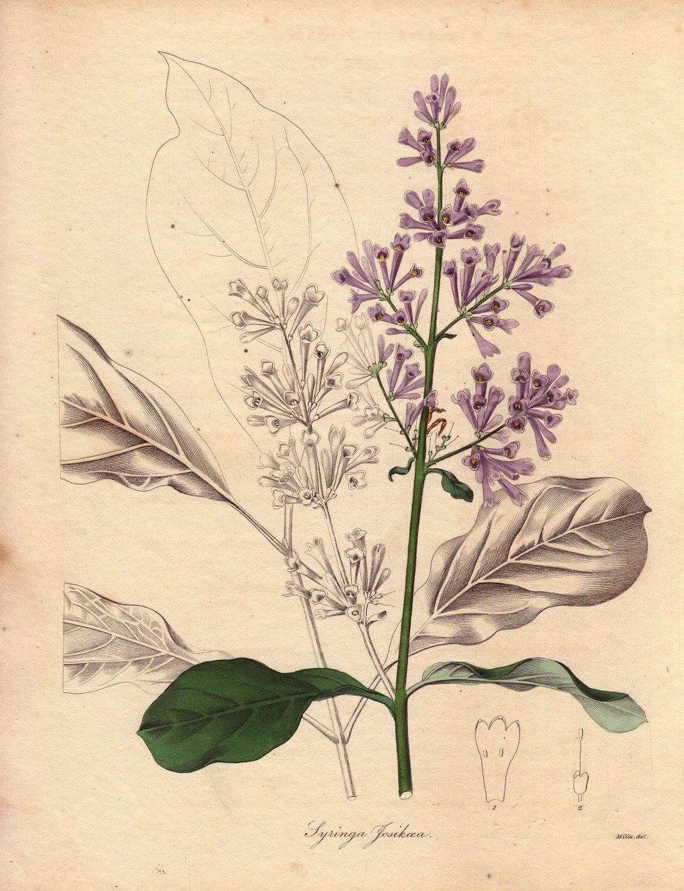 Opis bzu węgierskiego (Syringa josikaea), pochodzącego z Europy Środkowej i Wschodniej. Ilustracja autorstwa panny R. Mills (aktywnej w latach 1836-1842), w The Botanist, serii autorstwa Benjamina Maunda w pięciu tomach, opublikowanej w latach 1836-1842. T autorstwa Unbekannter Künstler