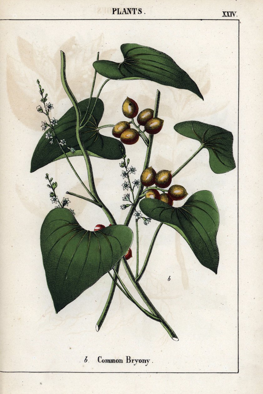 Opis bryonii pospolitej (Bryonia alba) z jej złotymi jagodami. Chromolitografia w "Recueil d