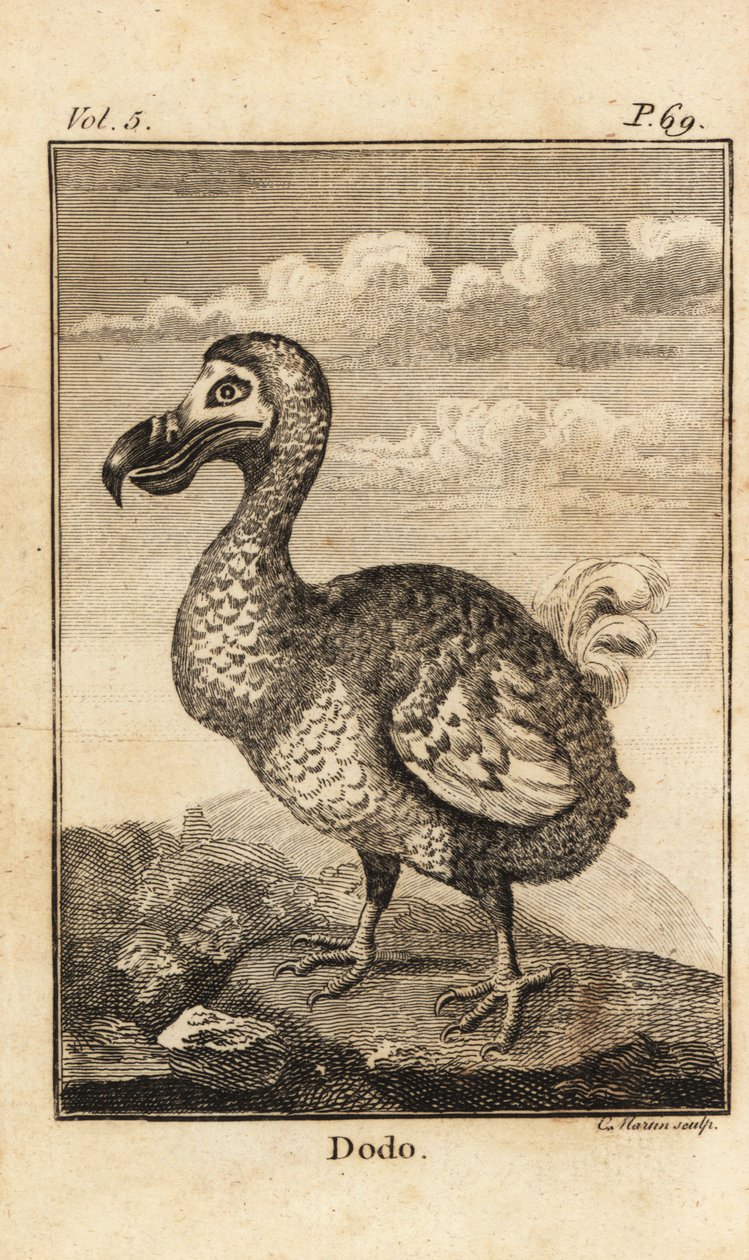 Dodo, Raphus cucullatus, wymarły ptak autorstwa Unbekannt