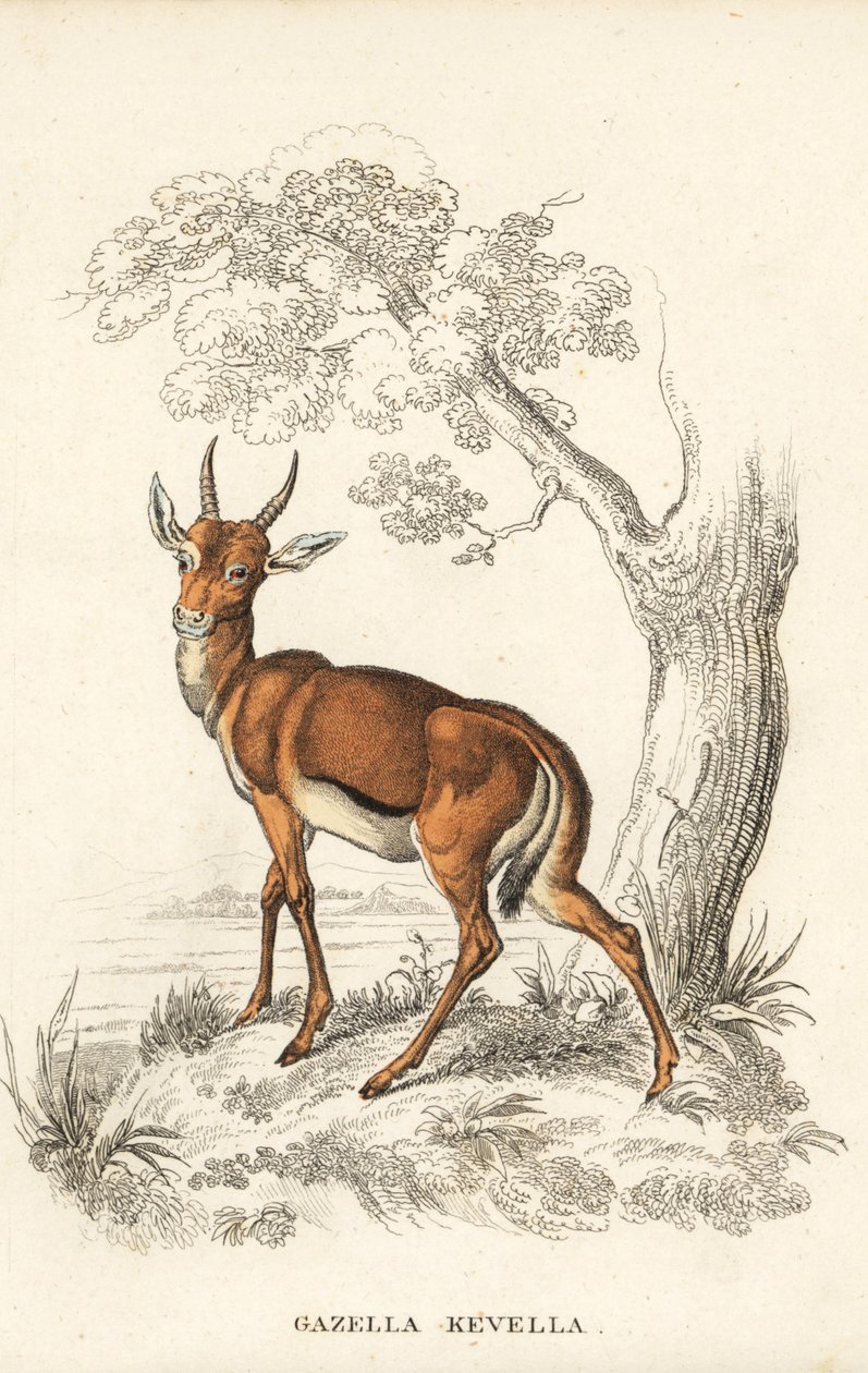 Gazela Dorcas, Gazella dorcas (gazela zwyczajna, Gazella kevella). Wrażliwa. Na podstawie ilustracji Jamesa Stewarta. Ręcznie kolorowana litografia z Galerii Historii Naturalnej Georga Friedricha Treitschke, Naturhistorischer Bildersaal des Thierreiches, L autorstwa Unbekannter Künstler